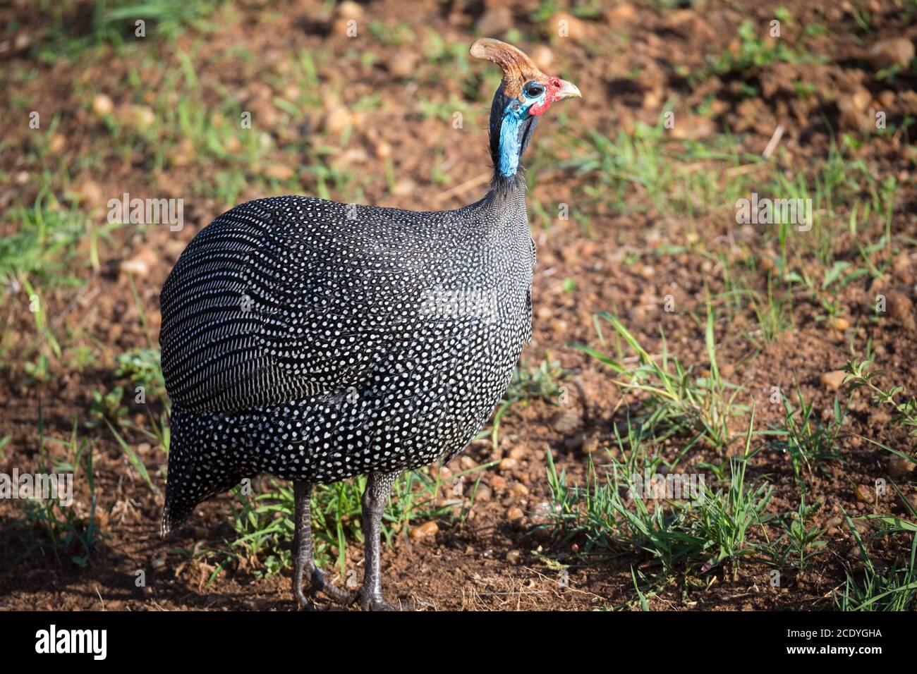 Einheimische Vögel mit gefleckten Gefieder in der kenianischen Savanne Stockfoto