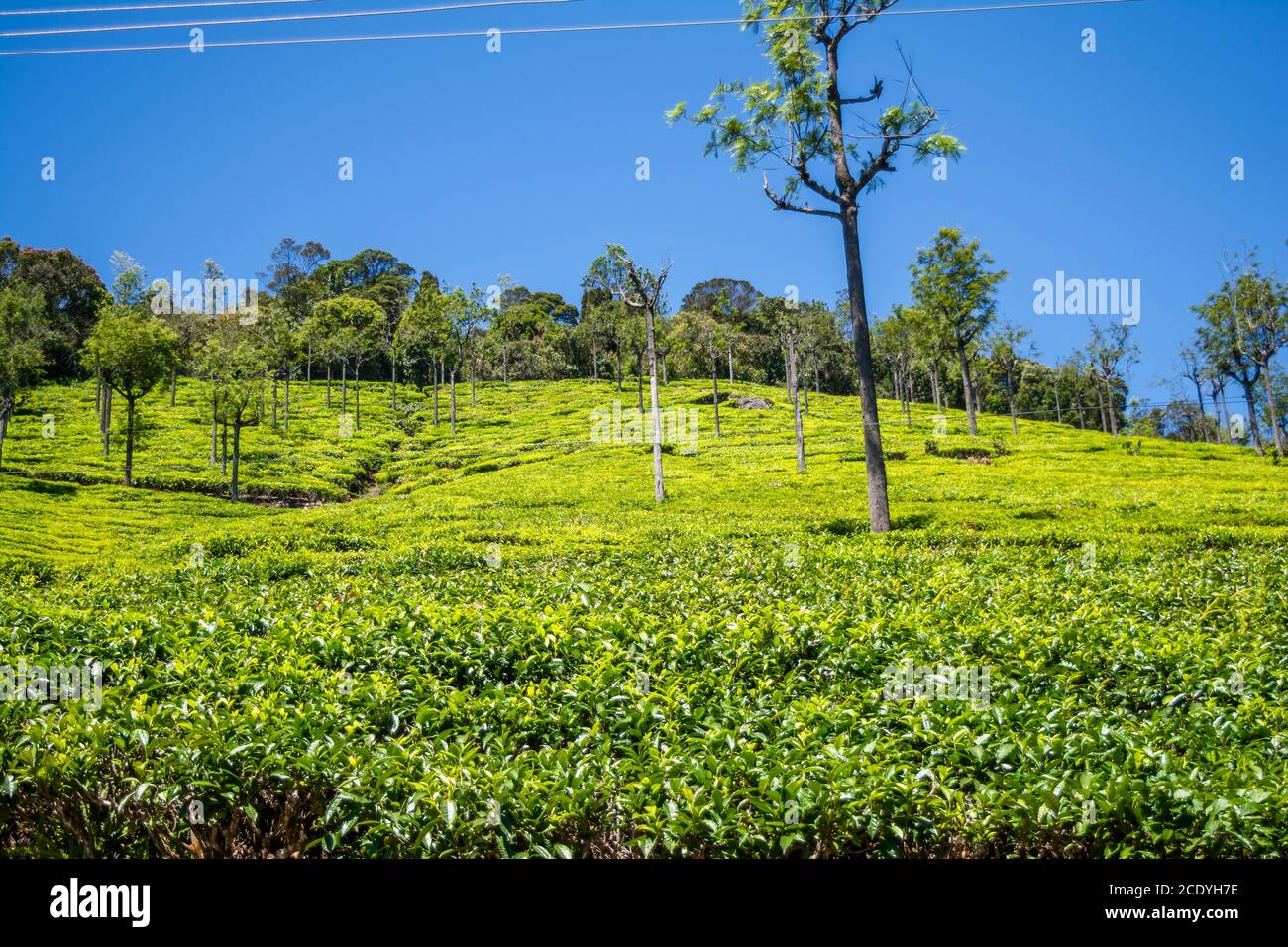 Schöne Aussicht auf Teegarten und Ooty Stadt Tamil Nadu Stockfoto