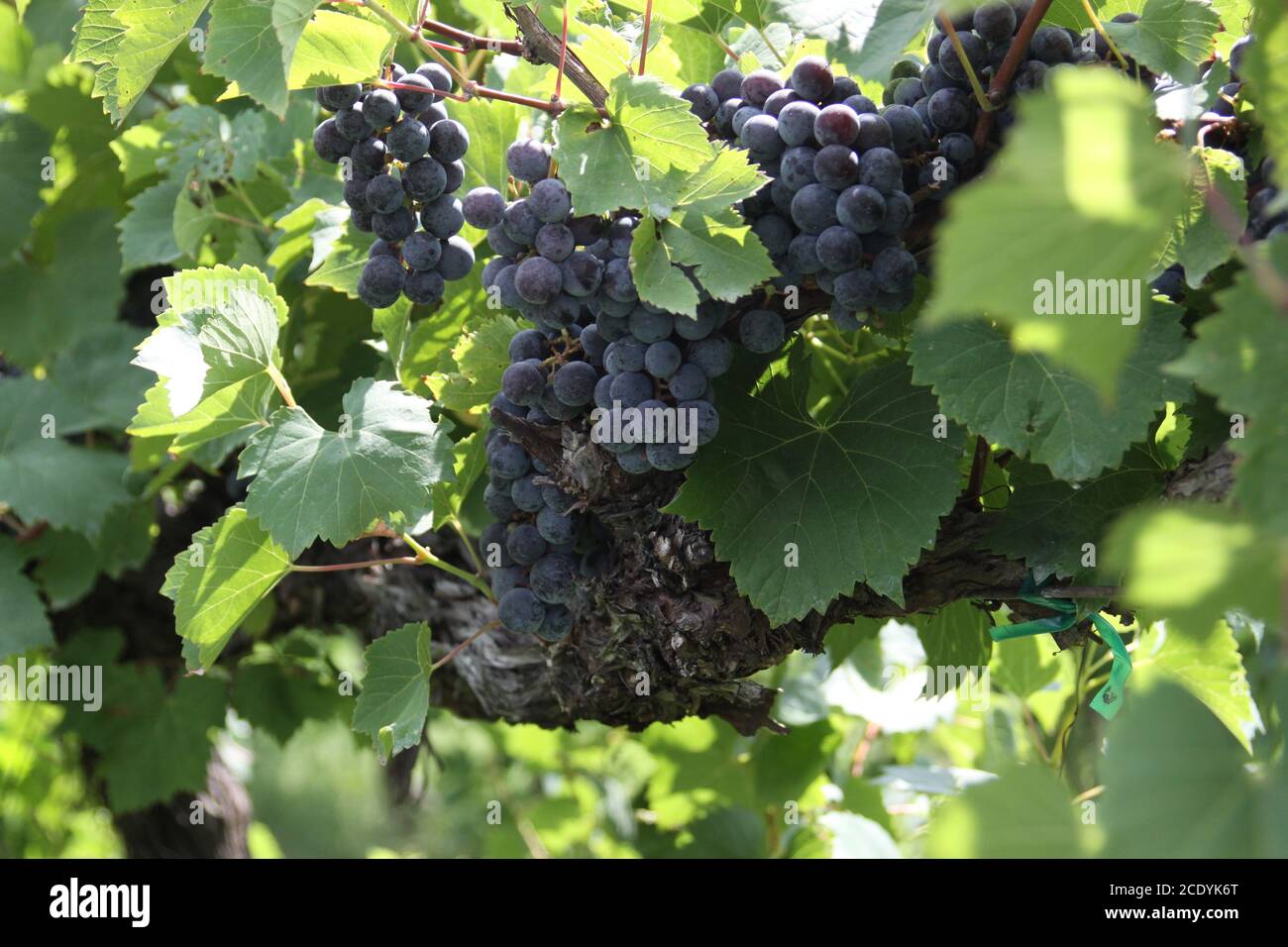 Rotwein Trauben des Mittleren Westens. Augusta Missouri das Napa Valley im Mittleren Westen. Stockfoto