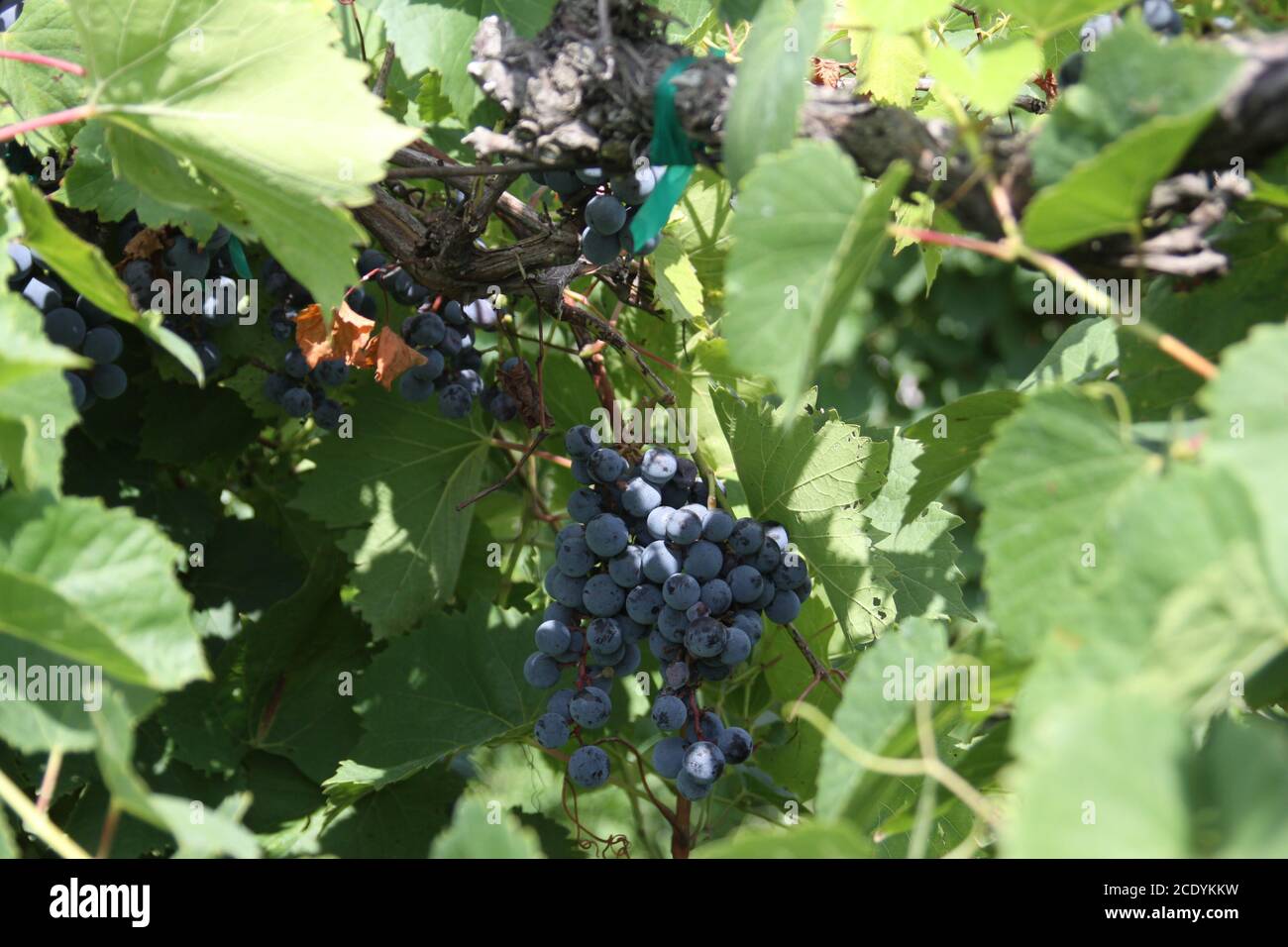 Rotwein Trauben des Mittleren Westens. Augusta Missouri das Napa Valley im Mittleren Westen. Stockfoto