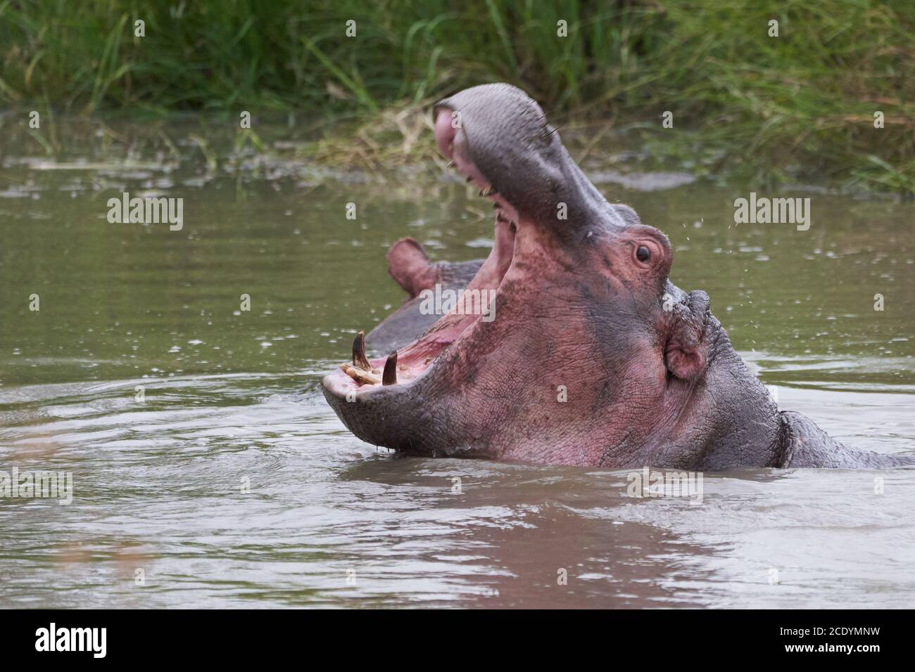 Hippo Hippopotamus Amphibious Africa Safari Portrait Wasser aus offenen brüllen Stockfoto