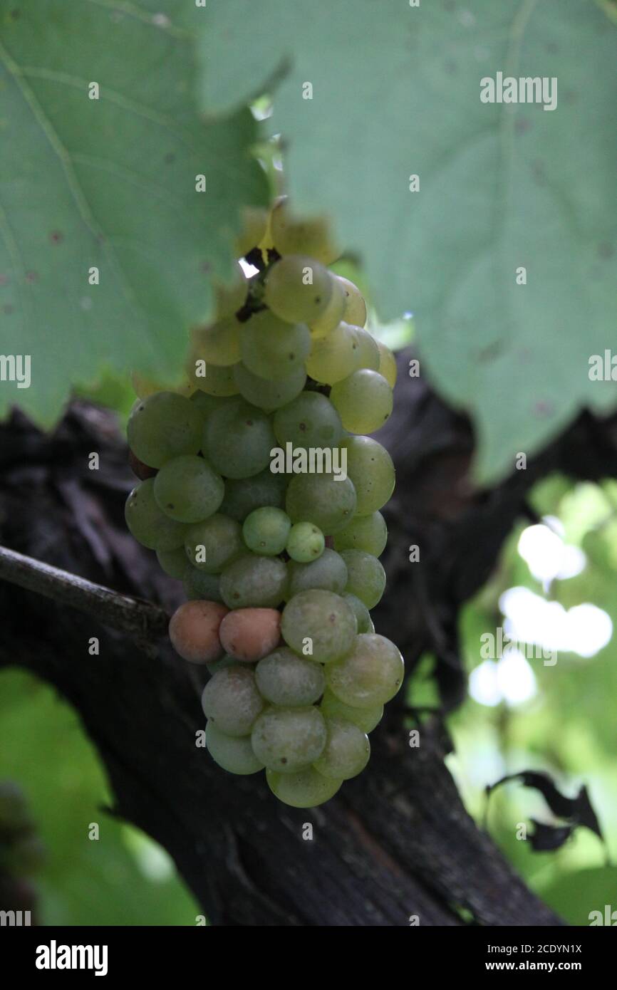 Weißwein Trauben von Missouri. Missouri Blanc Trauben reifen auf der Rebe. Stockfoto