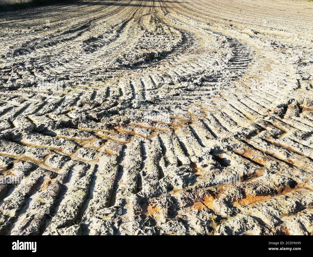 Traktorspuren im schlammigen Feld, Alsemberg, Belgien Stockfoto