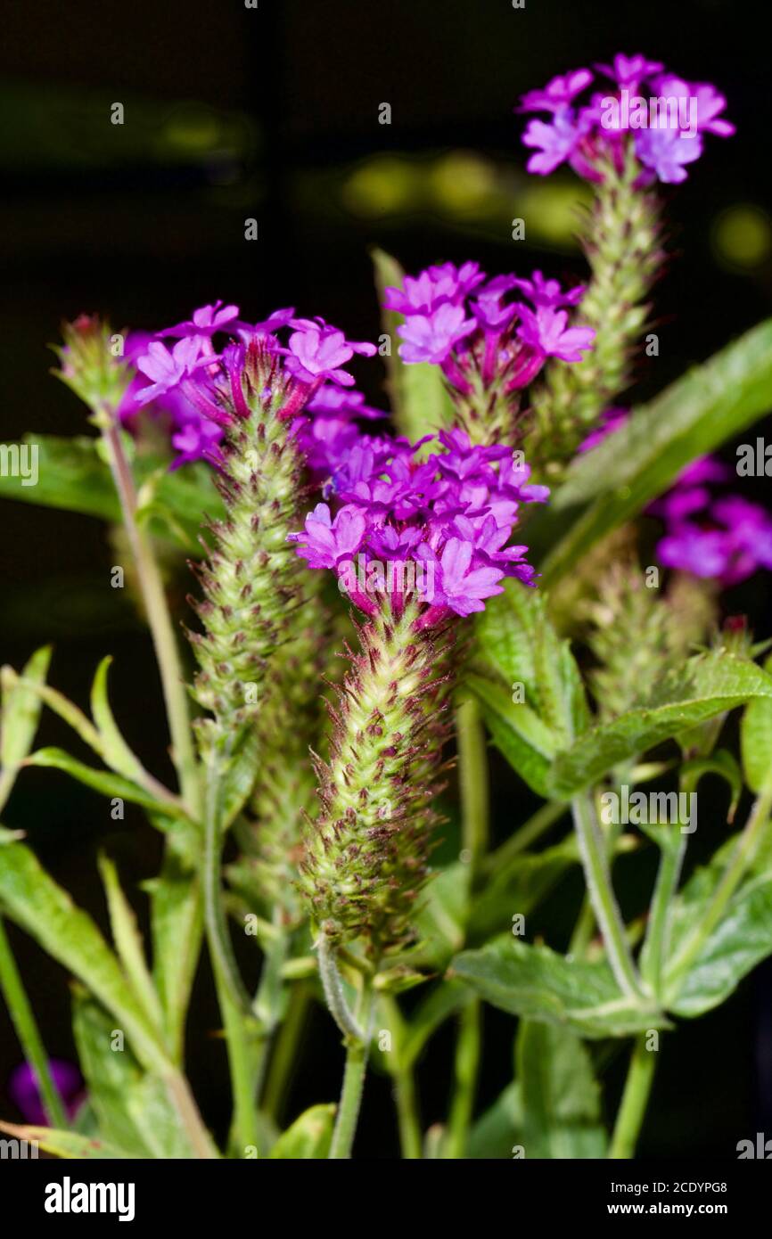 Verbena rigida 'Venosa' Stockfotografie Alamy