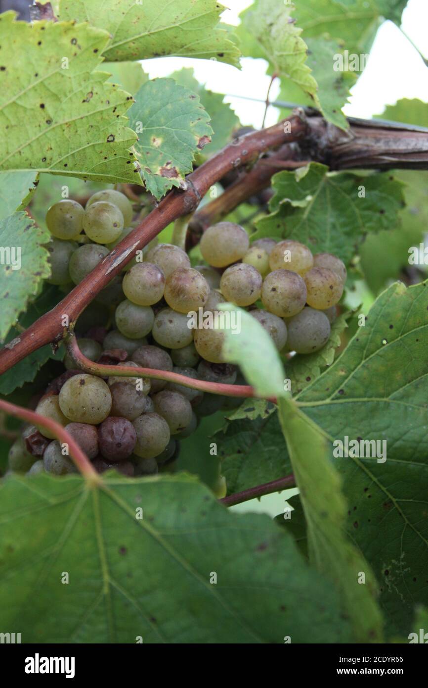 Weißwein Trauben von Missouri. Missouri Blanc Trauben reifen auf der Rebe. Stockfoto