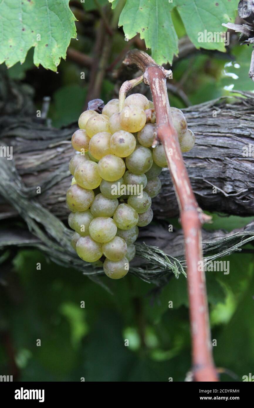 Weißwein Trauben von Missouri. Missouri Blanc Trauben reifen auf der Rebe. Stockfoto