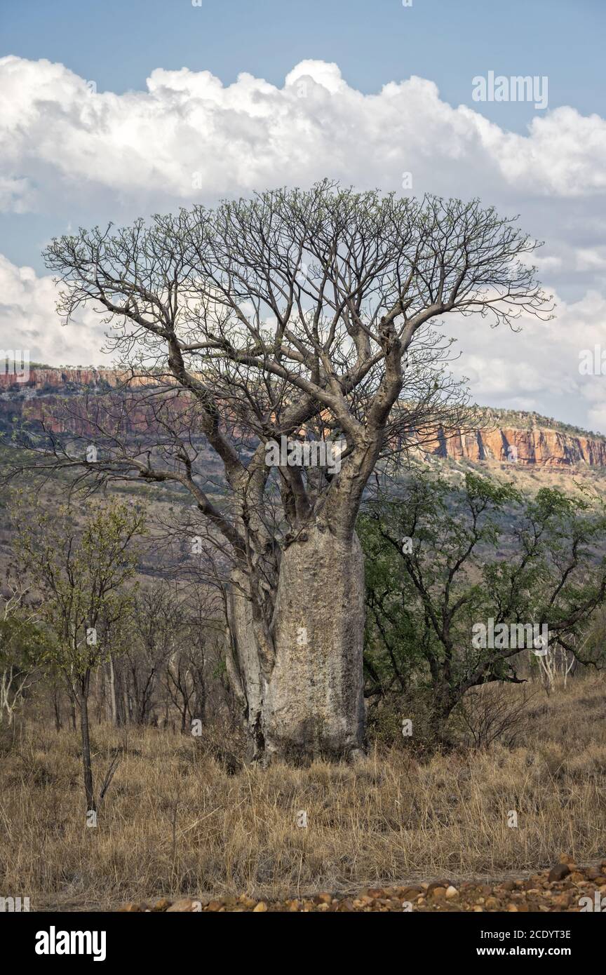 Baobab in der Kimberley Region Stockfoto