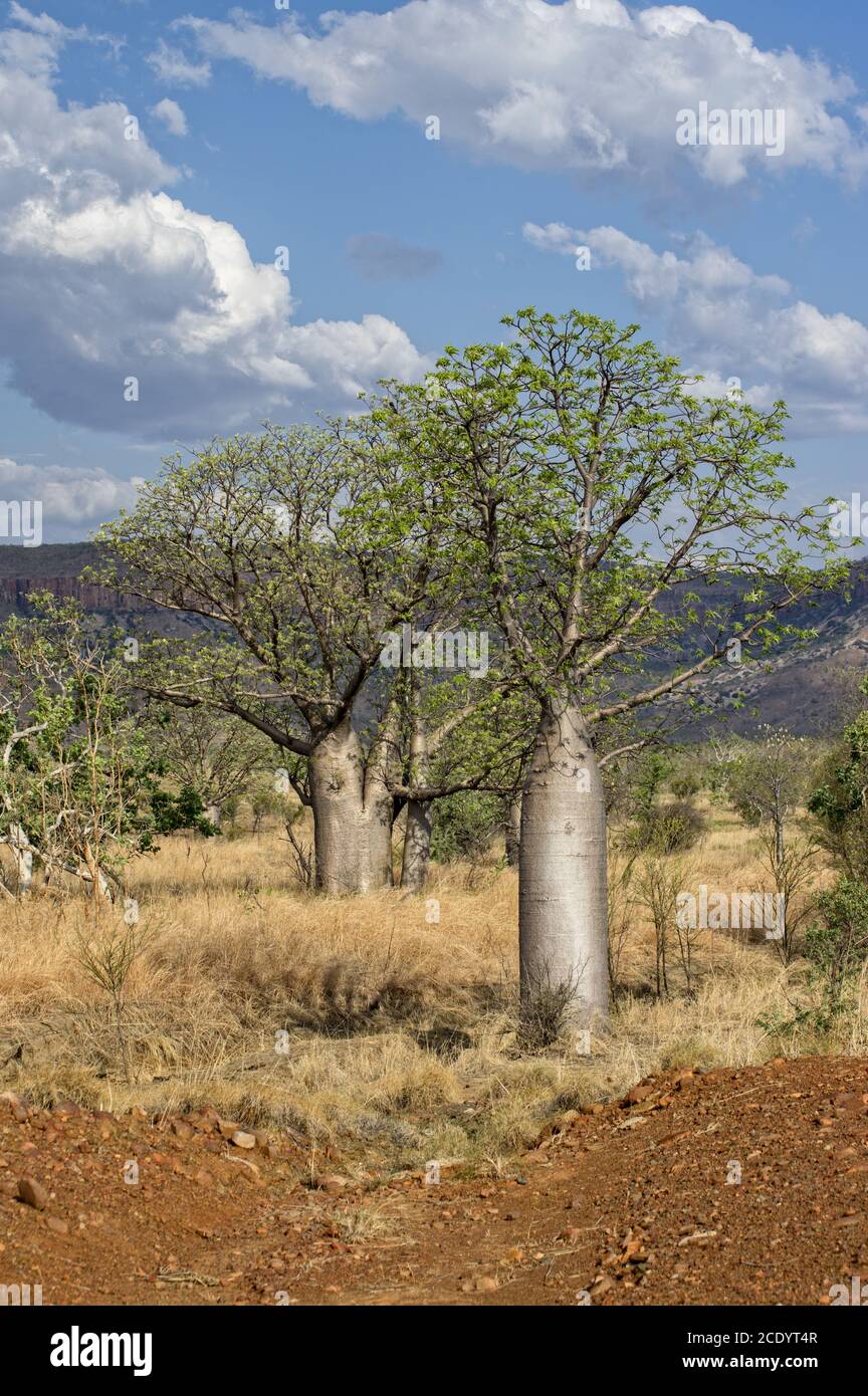 Baobab in der Kimberley Region Stockfoto