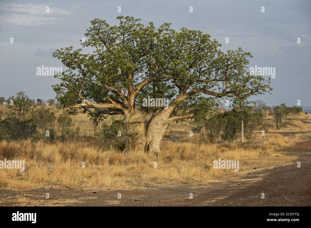 Baobab in der Kimberley Region Stockfoto