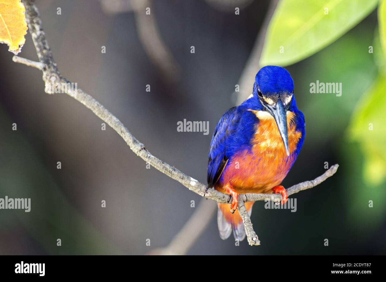 Azure Kingfisher in Australien Stockfoto