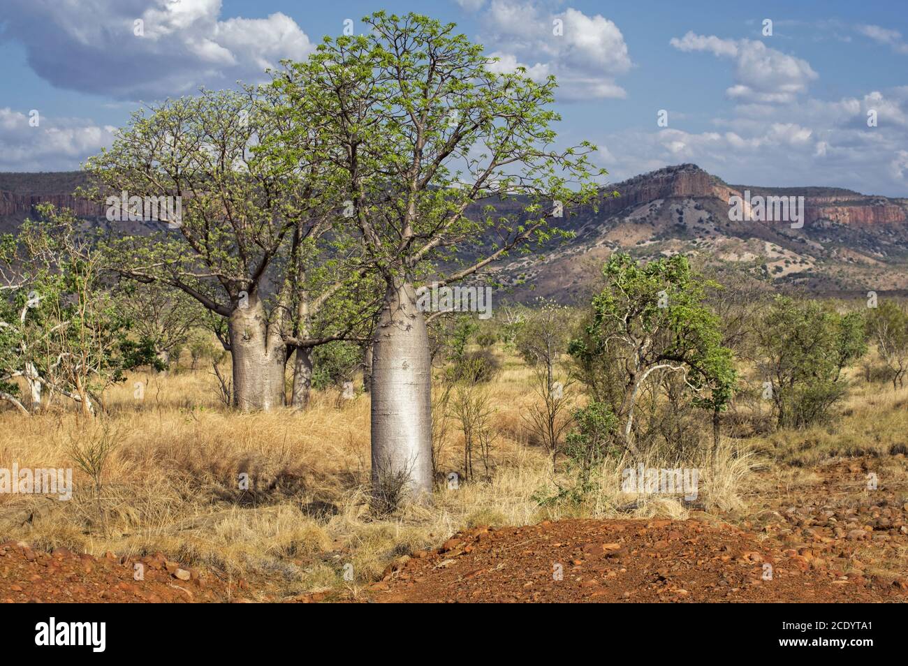 Baobab in der Kimberley Region Stockfoto