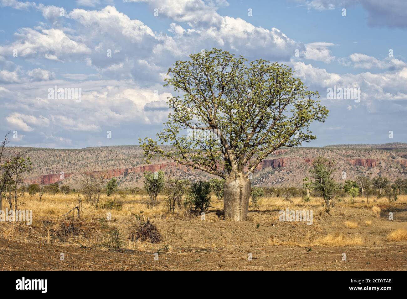 Baobab in der Kimberley Region Stockfoto