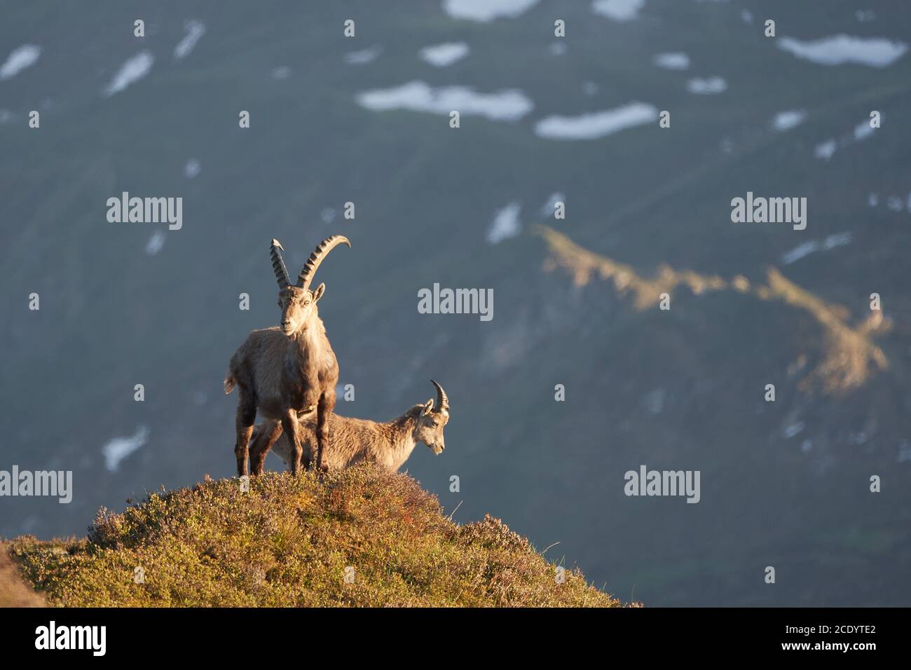 Steinbock Alpiner Steinbock Capra Steinbock Berg Schweizer Alpen Stockfoto