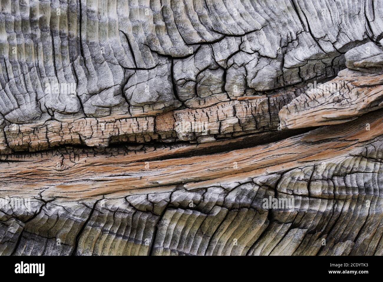 Hohe Auflösung Holzstruktur Holz grau braun schwarz weiß Linien Zweig Stockfoto