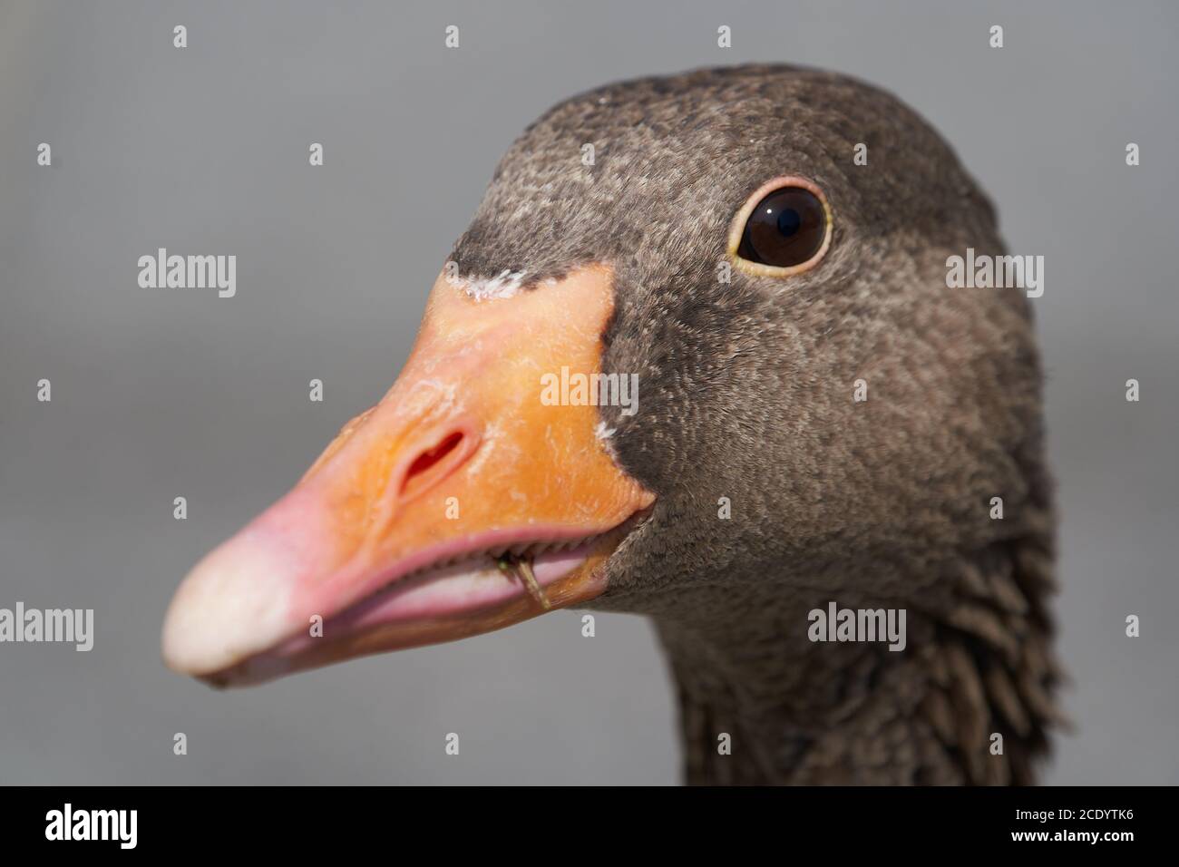 Graugans Anser anser große Gänsegewächse Anatidae Portrait Stockfoto