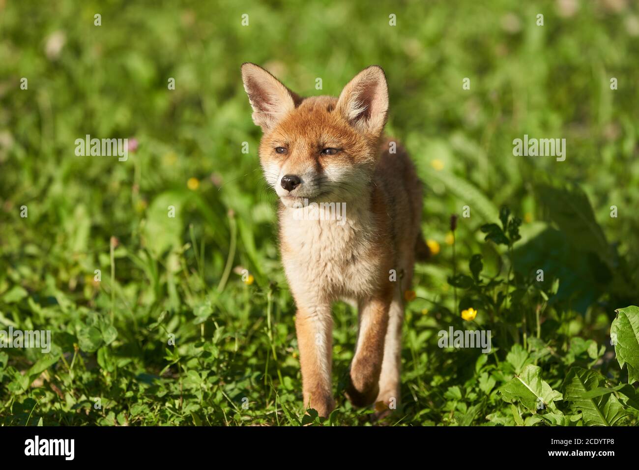 Red Fox Portrait Vulpes Vulpes Abendsonne Stockfoto