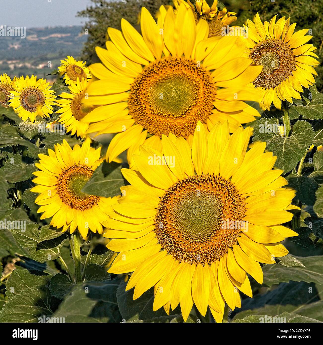 Große Sonnenblumenköpfe oder Blütenstand. Scheibe und Röhren öffnen sich zur Sonne Stockfoto
