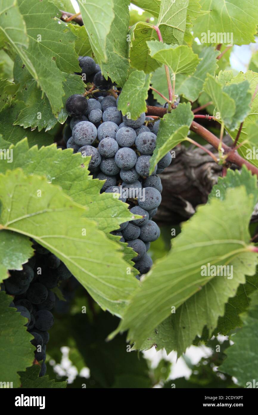 Rotwein Trauben des Mittleren Westens. Augusta Missouri das Napa Valley im Mittleren Westen. Stockfoto