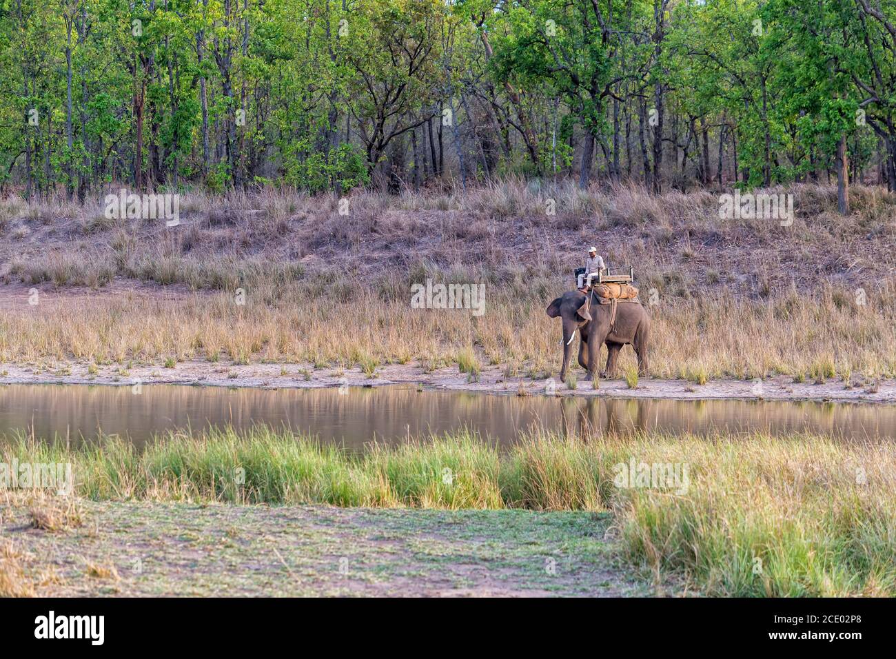 Park Ranger dirigieren einen Elefanten, Bandhavgarh National Park, Madhya Pradesh, Indien Stockfoto