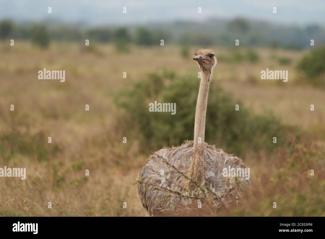Strauß Struthio camelus Afrika Kenia Savanna Stockfoto