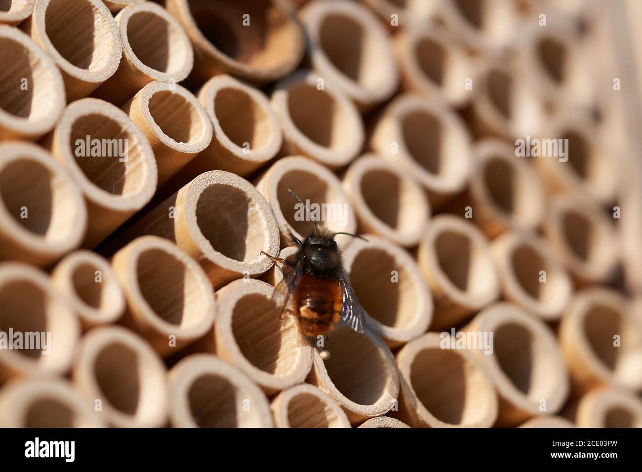 Osmia cornuta Europäische Obstgarten Biene Osmia orange Stockfoto