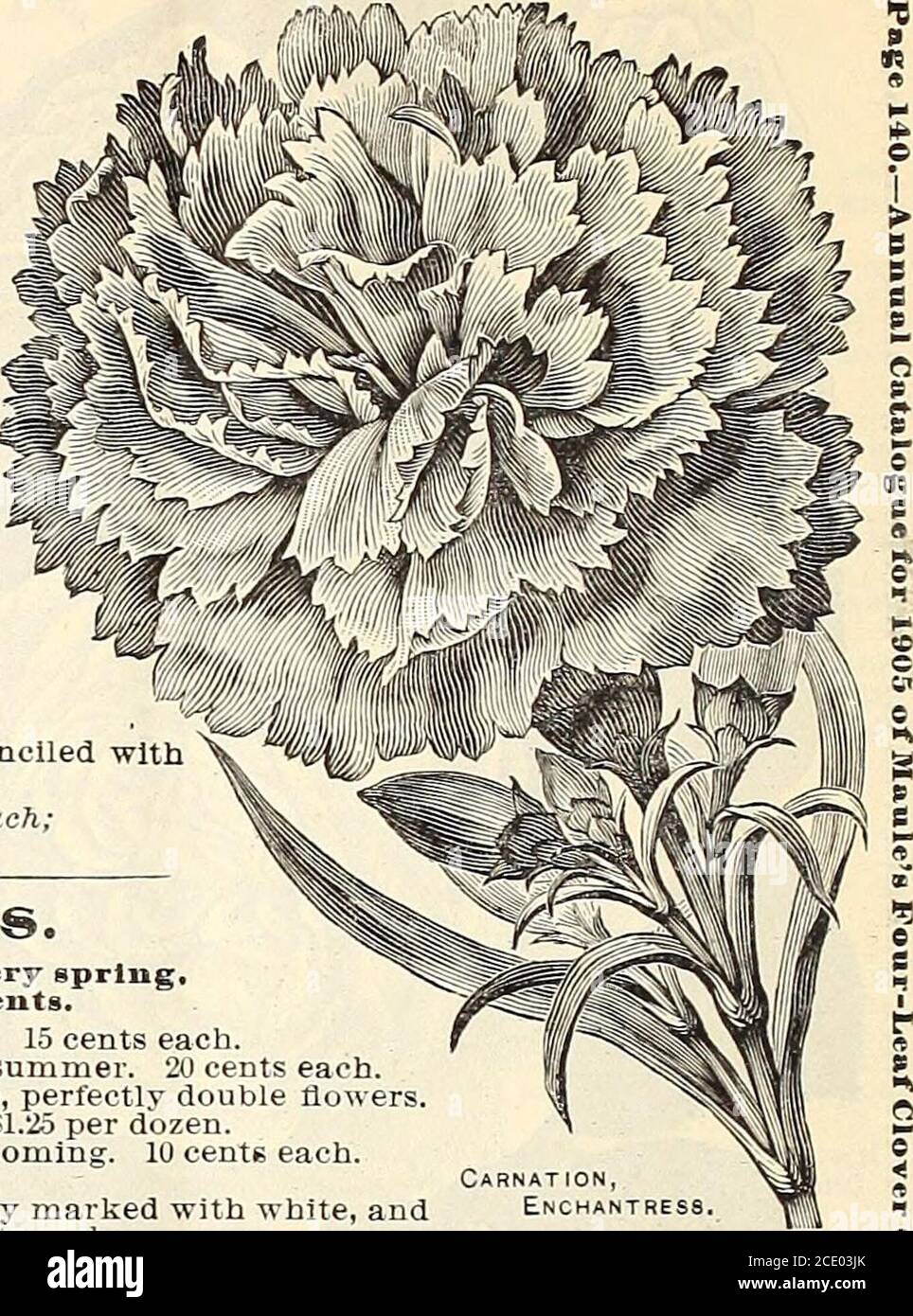 . Das Maule-Samenbuch für 1905 . 6 Hardy Garden Pinks. Ganz winterhart, brauchen keinen Schutz, und blühen jeden Frühling.einer von jedem der 6 Hardy Pinks, nur 50 Cent. ALBINO. Große, weiße Blume; sehr doppelt, duftend. Je 15 Cent. WUNDERKERZE. Schönes, klares rosa Rosa; blüht den ganzen Sommer. Je 20 Cent. KOMET. Reich karmesinrot, mit Scharlach geflammt. Große, perfekt doppelte Blüten.V^erv duftend. Eine herrliche neue Sorte. Je 15 Cent; 81.25 pro Dutzend. SOUVENIR DE SALLE. Klares, rosiges Pink. Freies Blühen. Je 10 Cent. FRAU. SIMPKINS. Ein gutes Weiß. Je 10 Cent. EARL OF CARLISLE. Tiefes Karminrot, elega Stockfoto