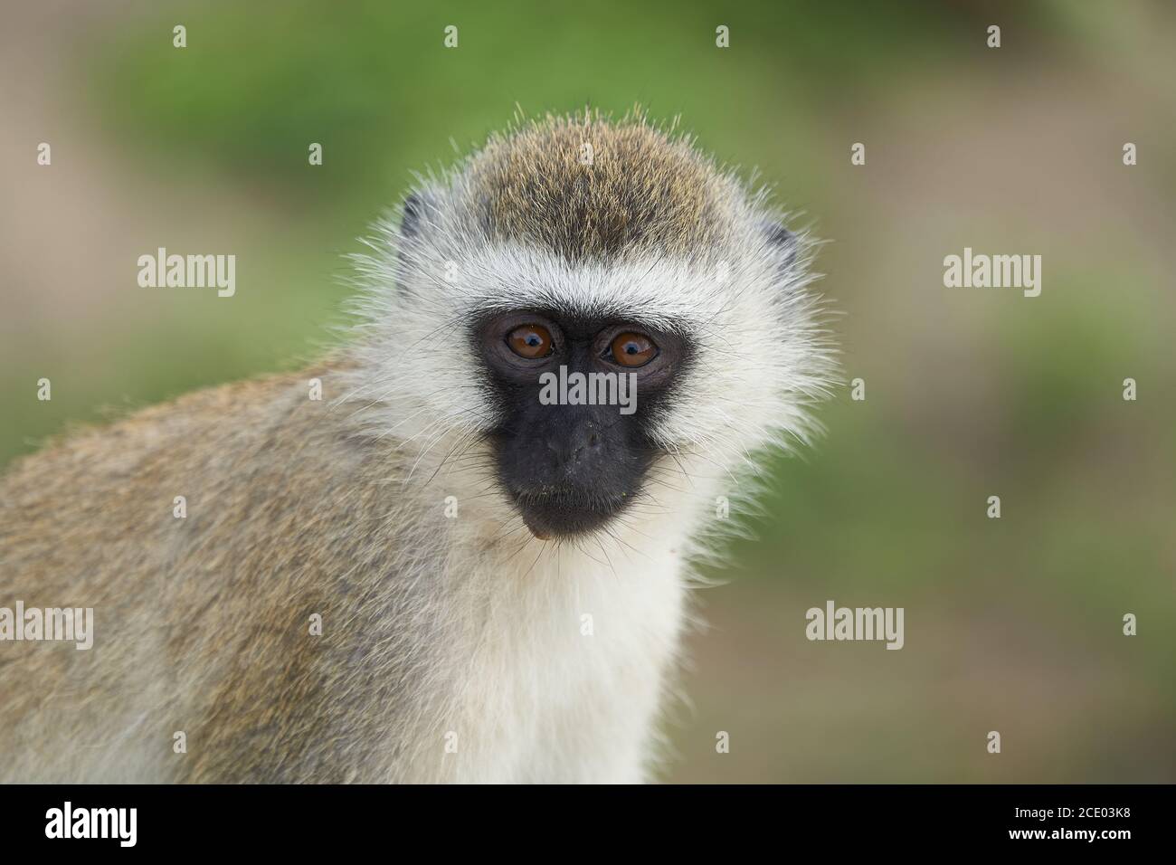 Vervet Affe Chlorocebus pygerythrus Alte Welt Affe der Familie Cercopithecidae Afrika Portrait Stockfoto