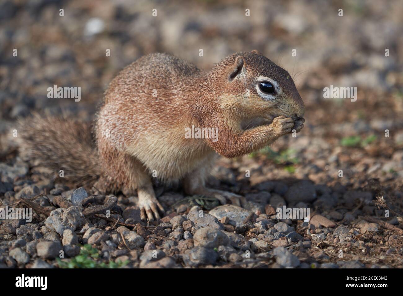 Ungestreiftes Erdhörnchen Xerus rutilus Amboseli National Park - Afrika Essen sitzen Stockfoto