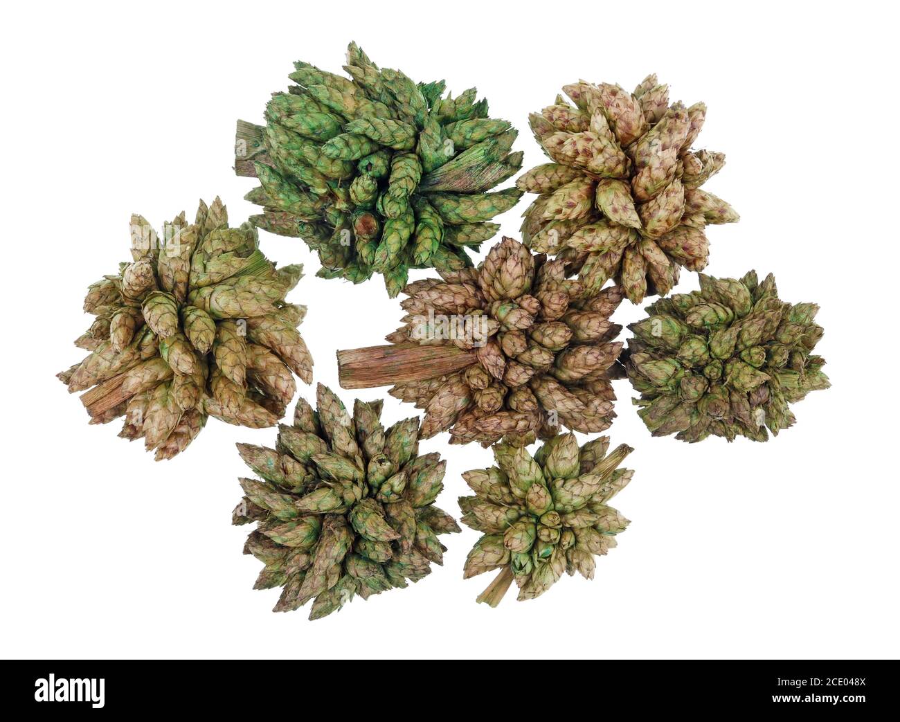 Giftig grüne Getrocknete Blüten verwendet werden halluzinogene Mischungen, um isolierte Makro Stockfoto