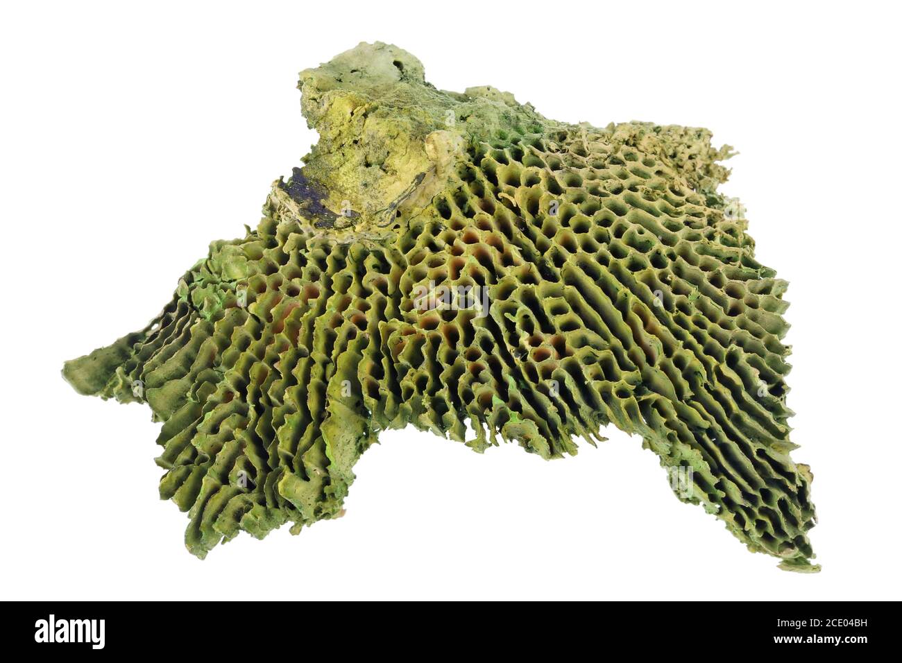 Giftige grüne getrocknete Pilze werden verwendet, um halluzinogene Mischungen zu bilden Isoliertes Makro Stockfoto
