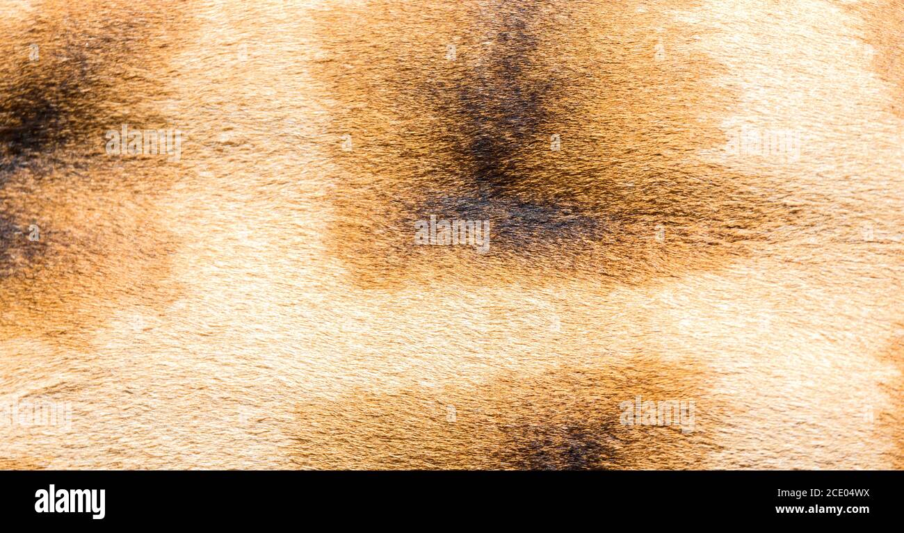 Das Fell einer Giraffe in Nahaufnahme Stockfoto