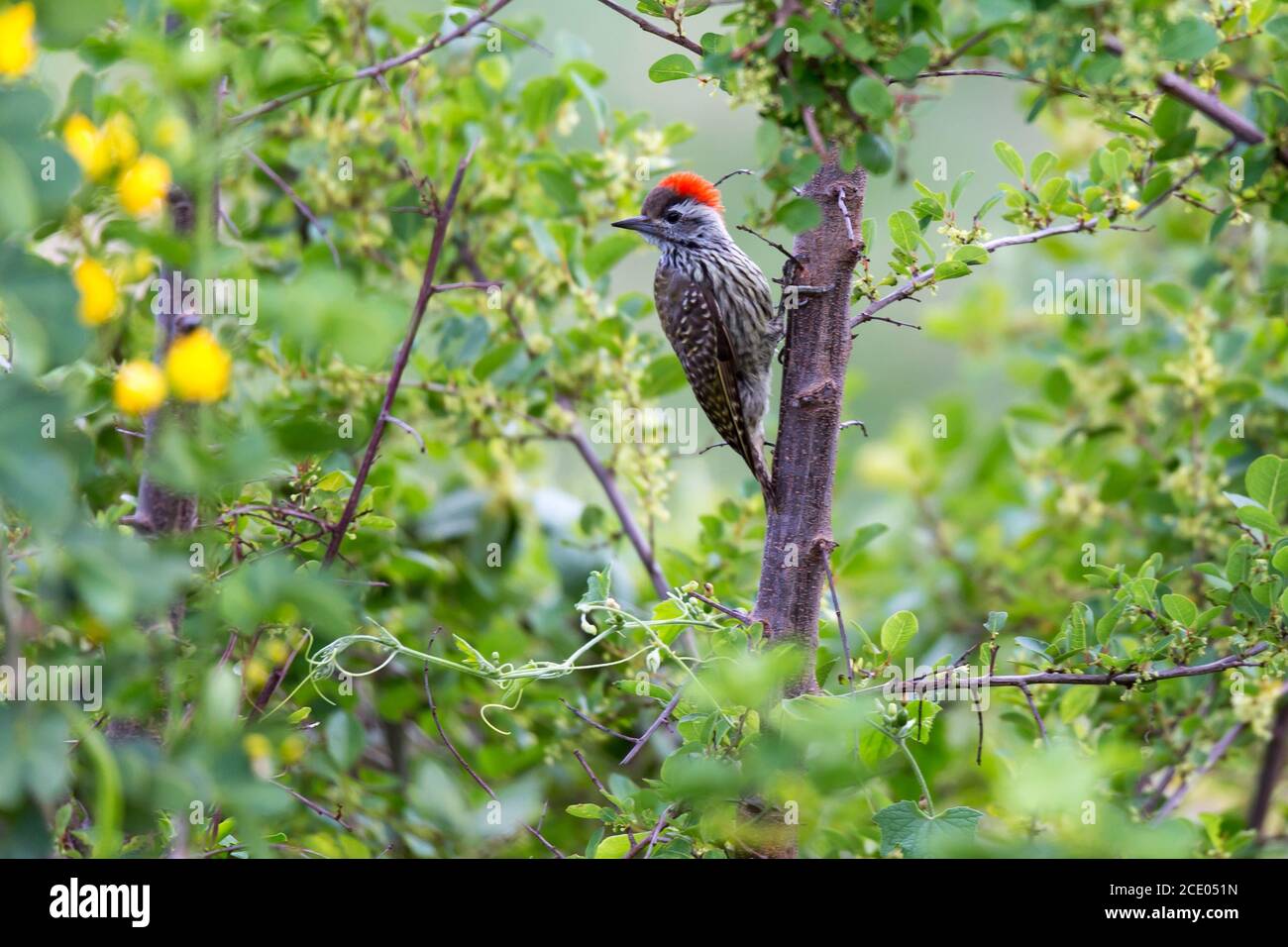 Auf den Zweigen sitzen einheimische kenianische Vögel in bunten Farben Eines Baumes Stockfoto
