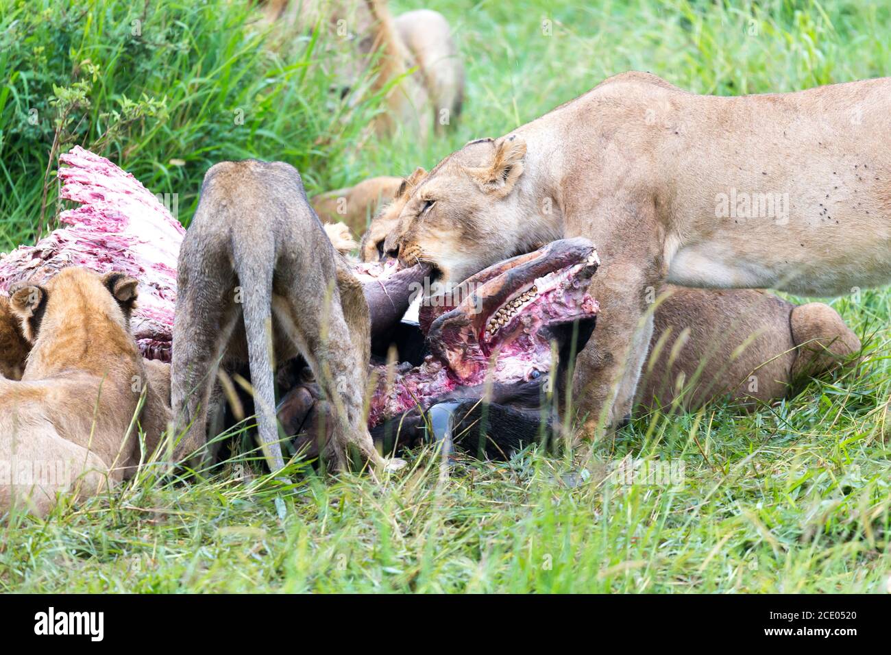 Eine Löwenfamilie frisst einen Büffel zwischen hohem Gras Stockfoto