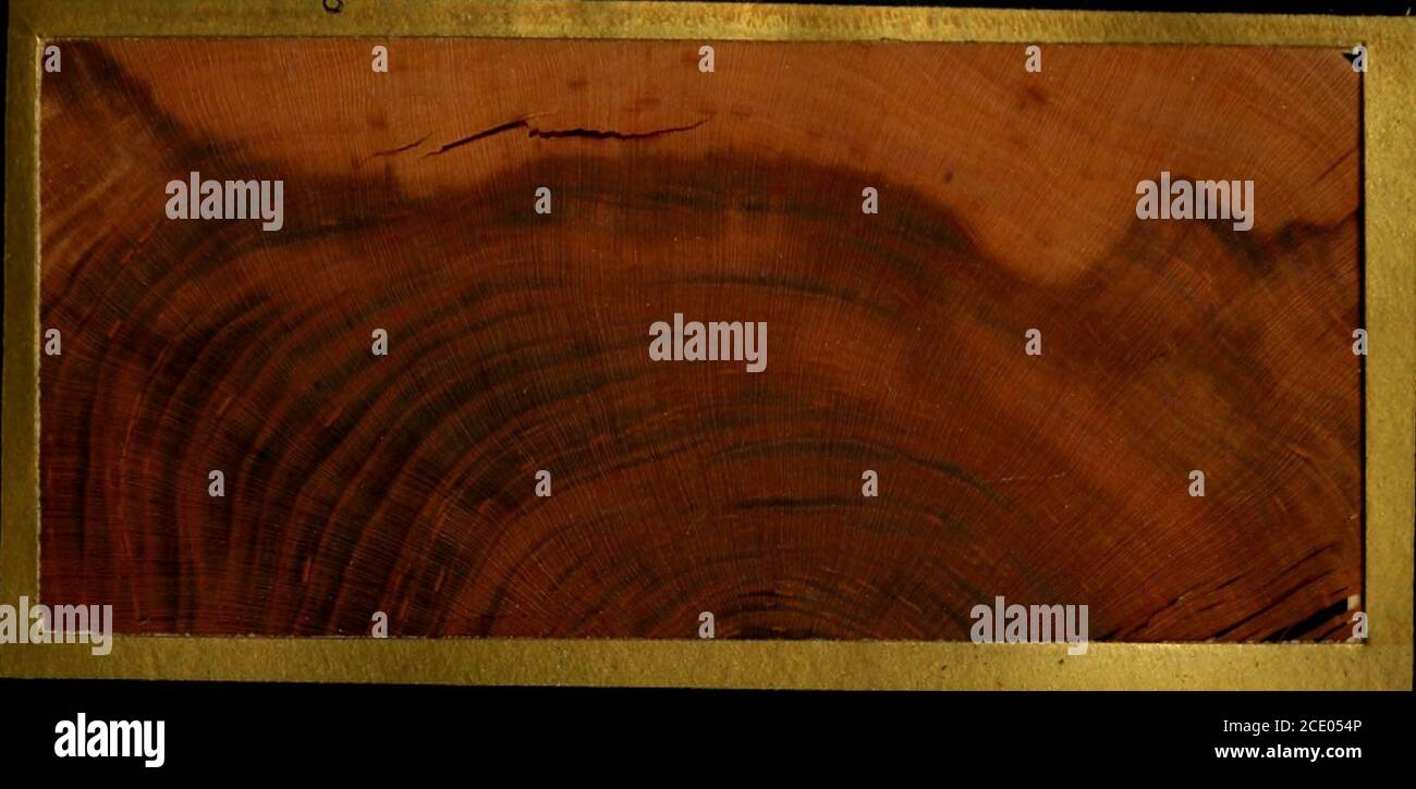 . Die amerikanischen Hölzer : ausgestellt von tatsächlichen Exemplaren und mit reichlich erklärenden Text. QUERSCHNITT ? ? ....IU ^ -^^;B^^^ :. •?:^y;:^:.y ^?- 4 – ^ RADIALER SCHNITT. -.^^K frui;^-.;?^:^,-:-;.:^-- ? ip^ ^^^^^H • - - ? 1 TANGENTIALER ABSCHNITT Ger. Amerikanischer Rauchbaum. f, Sumac Cotinus ASPR Arbol fumoso Americano, 257 PRUNUS AMERICANA Marsh. Wilde Pflaume... TRANSVCnsC-ABSCHNITT. Stockfoto