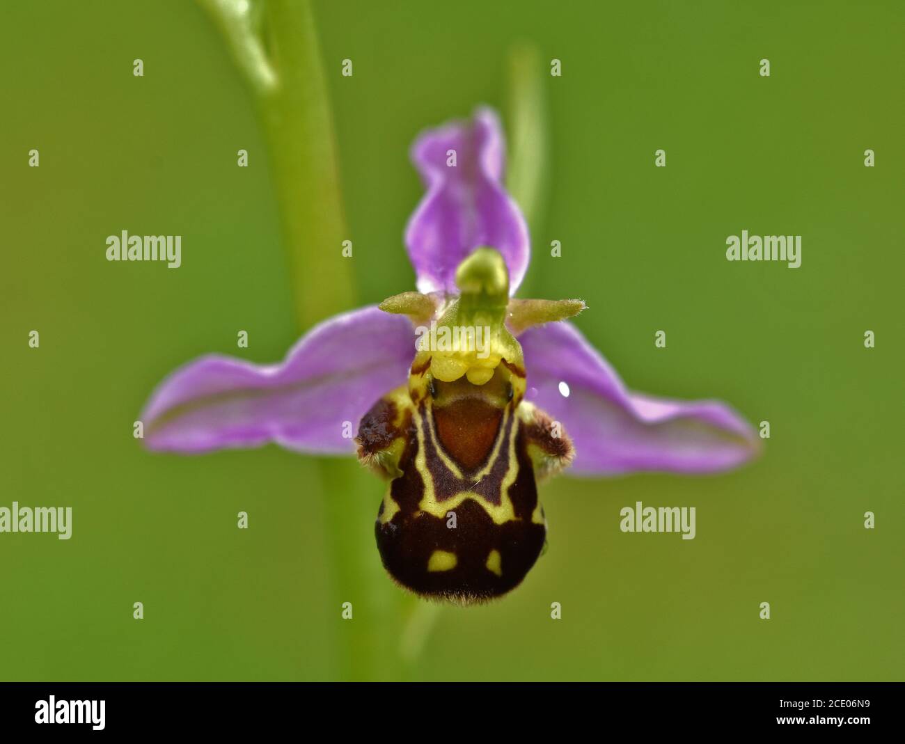 Biene Orchidee, Ophrys apifera Stockfoto