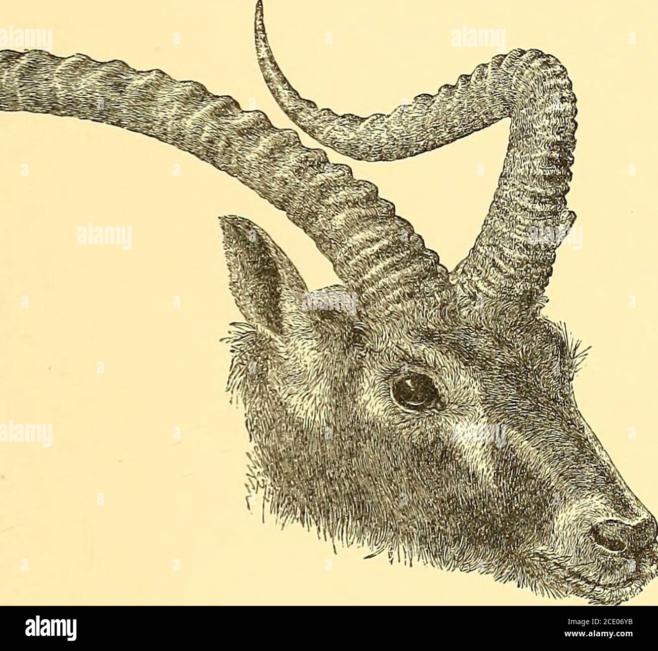 . Das Buch der Antilopen . E Seite und unten sehen sie eher korkschraubenartig aus. Der Schwanz, besonders am Ende, ist mehr getuftet und stärker behaart als bei anderen Antilopen dieser Gattung, und reicht bis fast zu den Fersen. Bei seiner Rückkehr nach Wien um das Jahr 1854 brachte Heuglin neben einer Reihe von Fellen und Schädeln ein erwachsenes lebendes Weibchen dieser Antilope mit, die in der Kaiserlichen Menagerie in Schönbrunn platziert war, aber nicht lange überlebte. Seine Ankunft wurde chronicled von Fitzinger in seinem Bericht an die Akademie der Wissenschaften von Wien auf die lebenden Tiere brachte nach Hause für die im Stockfoto