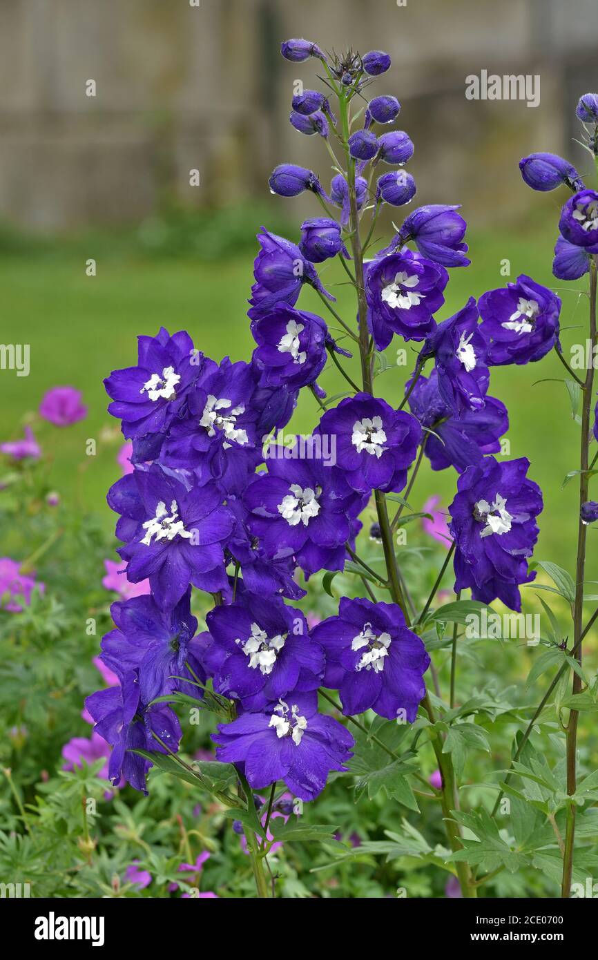 larkspur, Magischer Brunnen dunkelblau Stockfoto