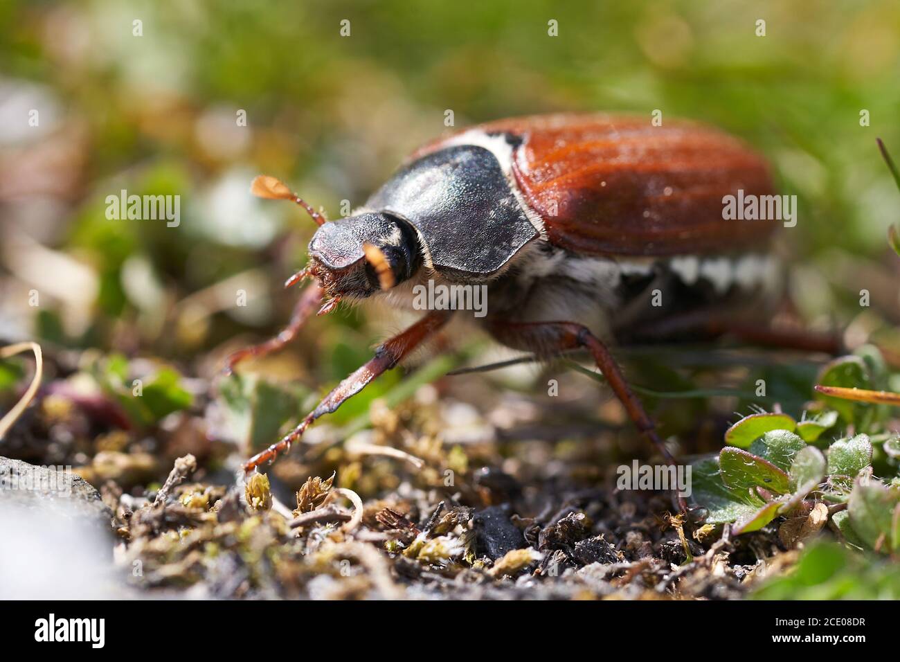 Hahnenkäfer auch genannt Maybug oder Doodlebug Europäische Käfergattung Melolontha Familie Scarabaeidae Stockfoto
