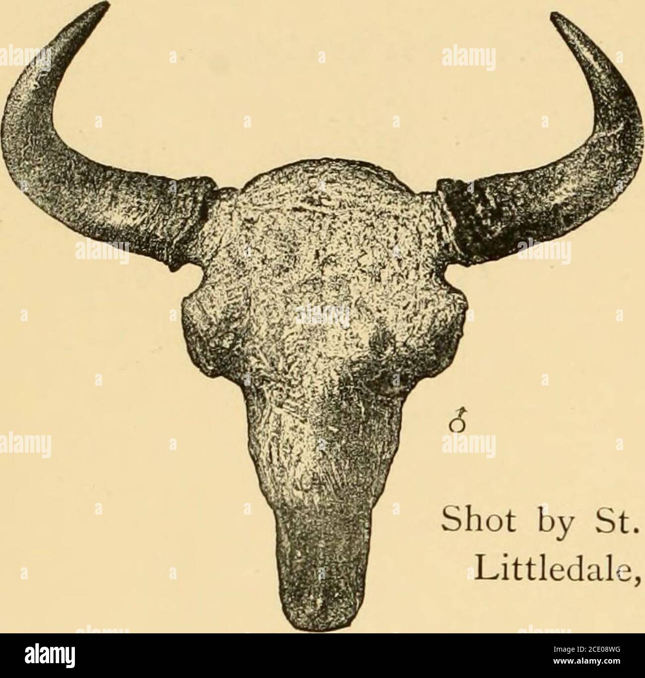 Bos depressicornis Stockfotos und bilder Kaufen Alamy