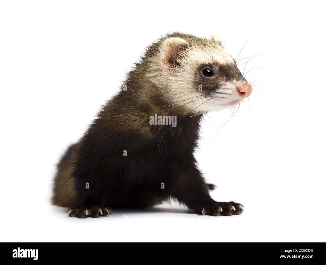 Graue Frettchen auf weißem Hintergrund Stockfoto