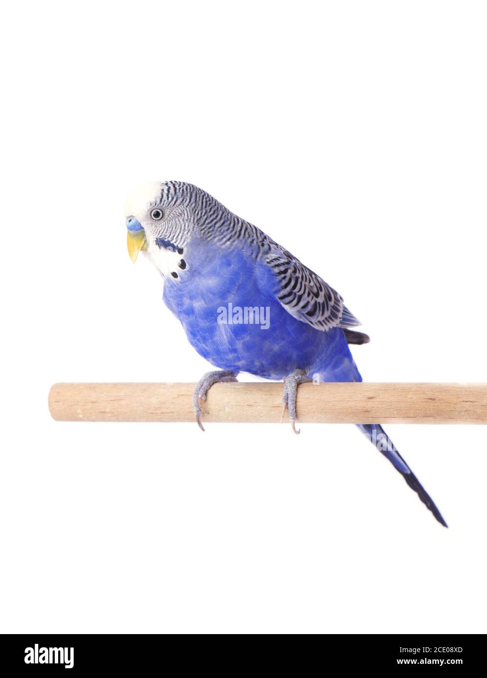 Parrot pet Blau. Wellensittich blau, auf weißem Hintergrund. Wellensittich im vollen Wachstum Stockfoto