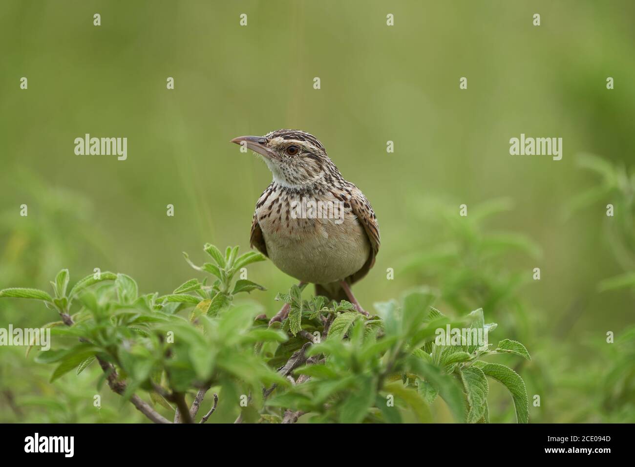 Lerchen Singvogel Alaudidae Tansania Portrait klar Stockfoto