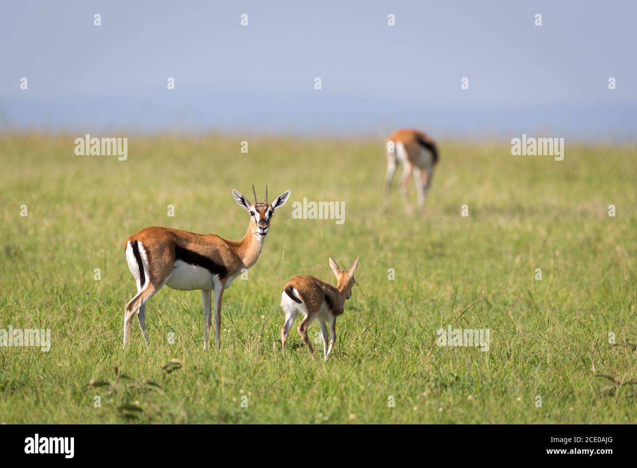 Eine Familie von Thomson Gazellen in der Savanne von Kenia Stockfoto
