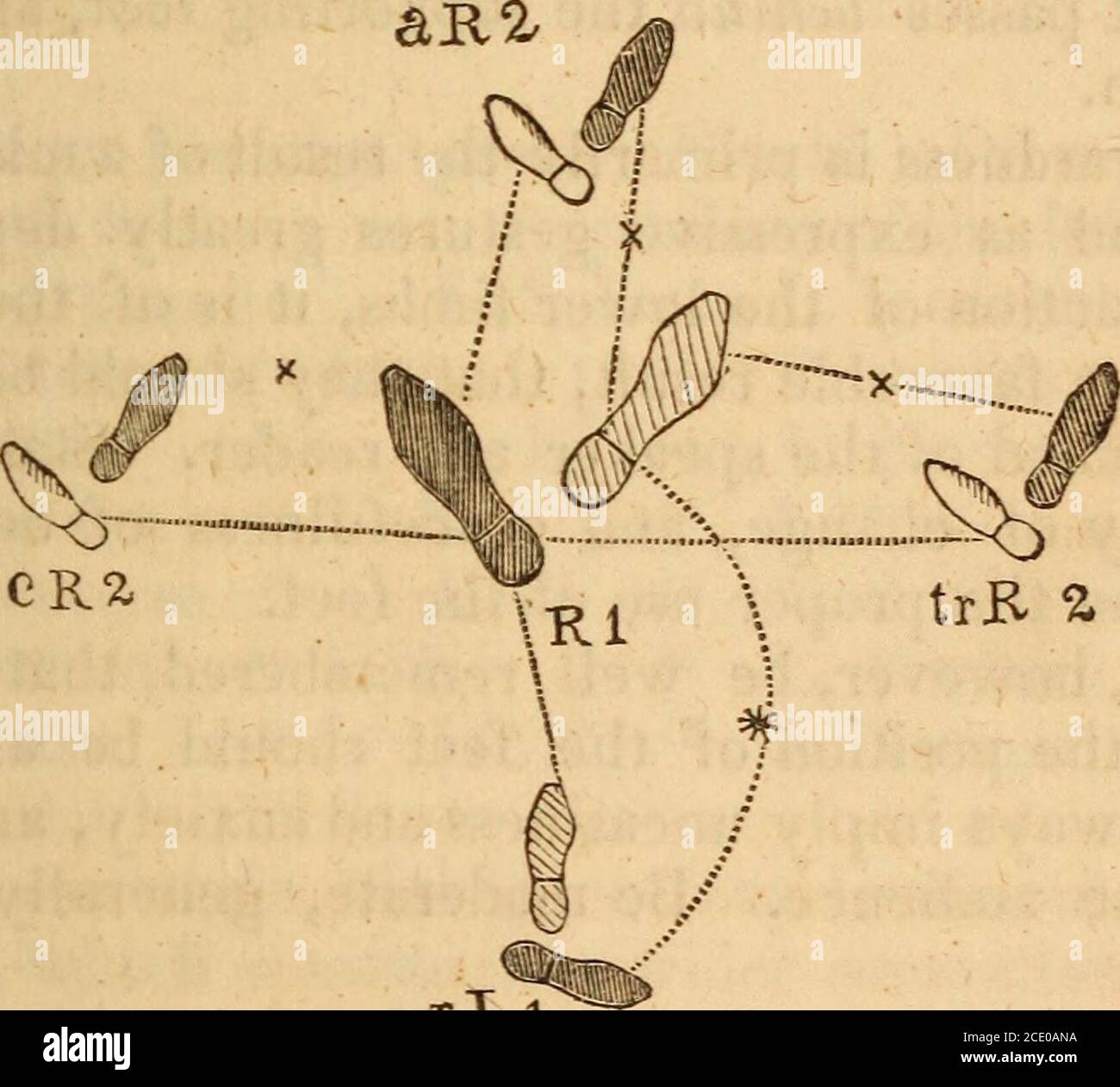 . Ein System der praktischen Elution und rhetorische Geste; bestehend aus allen Elementen der Stimmabgabe, sowohl als Wissenschaft und als Kunst; . C K 1 1 / R R 1 Ft*. 8. Abb. in diesen Diagrammen zeigen die Buchstaben R. und L. jeweils den rechten und linken Fuß an; die Abbildungen 1 und 2 zeigen jeweils die erste und zweite Position jedes Fußes an. Die anderen kleinen Buchstaben werden im letzten Absatz erklärt. Um die Bewegungen und die Änderung der Positionen im Dia-Gramm angegeben, dass Fuß, auf dem der Körper nicht unterstützt ist frei, und muss derjenige sein, der bei der Durchführung der Veränderungen führen. Um t zu verschieben Stockfoto