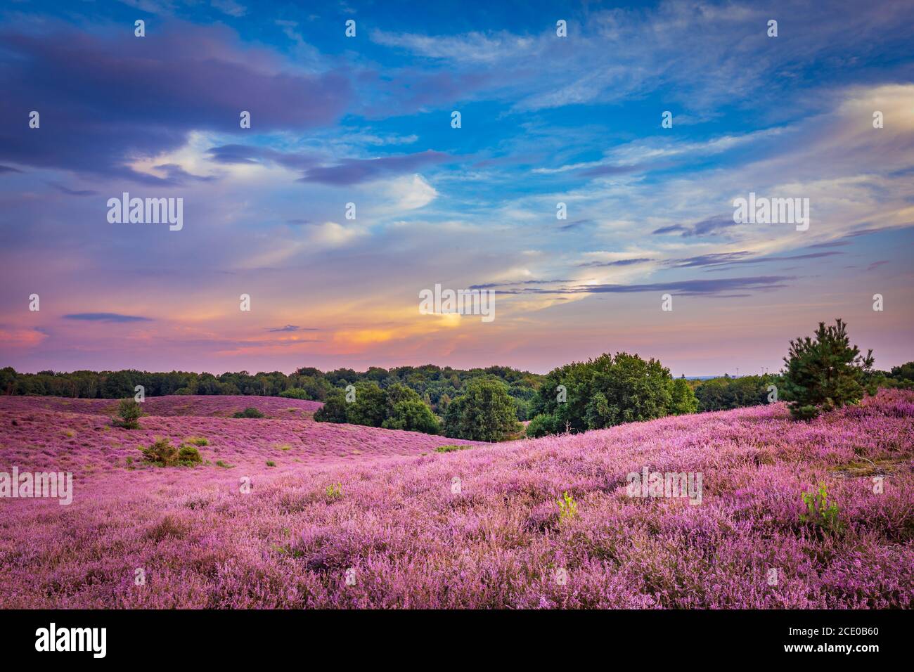 Landschaft mit lila blühenden Heidekraut im Naturpark Veluwe, Posbank, Oosterbeek, Gelderland in den Niederlanden Stockfoto