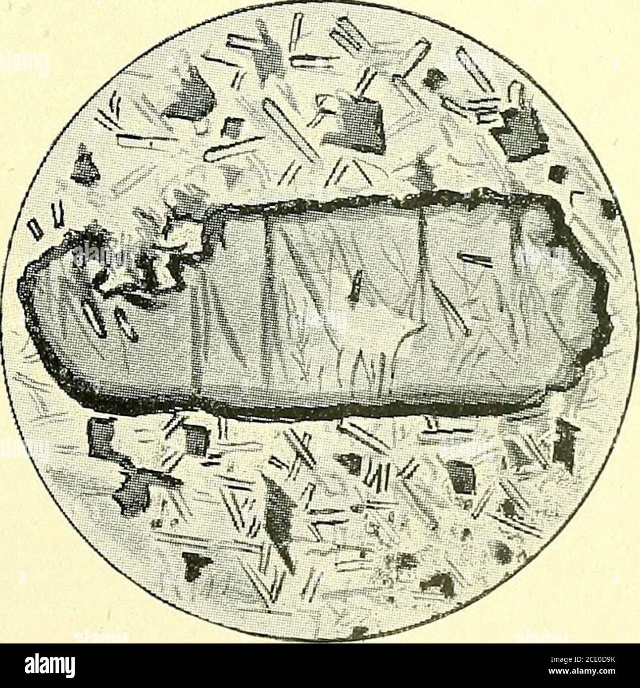 . Papiere und Proceedings der Royal Society of Tasmania. 81 EINE TASMANIEN^ ART VON HALTSTTES. (Von E. Etheridge, Jun., Kurator des tbeAustralian Museum, Sydney.) Mr. Thomas Stephens, M.A., E.G.S., hat mir die Gelegenheit gegeben, eine Tasmauianspezies von Halysites vom Fluss Mersey zwischen Lienaund Mole Bächen zu untersuchen. Leider hat es so muchalteration durch sekundäre Ersatz, dass spezifische Identifizierungwird sehr dificult und unsicher. Im Jahr 1862 veröffentlichte der verstorbene Charles Gould einen Bericht über Macquarie Heads, der eine Liste von Fossilien aus dem Go enthält Stockfoto