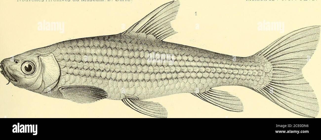 . Nouvelles Archives du Muséum d'histoire naturelle . dées etNymphéacées. III - Donax. IV Donax et Iphigeuia. V. - Probarbus Jullieni, Lobochilus et Rohita barbatula. VI - Dangile lineaia, Cirrhina Jullieni, Trochopus parvipinnis, LuceosomaHarmandi, etc. VII - Helicophagus hypophthalmus, Cosmoehilus Harmandi, Puntius Pierrei. VII! - Rohita pectoralis, Cirrhina mierolepis, Hemiarius Harmandi, Pangius Bocourtii, Pangasius pleurotaenia usw. IX. - Clematis tubulosa. X. – Clematis Davidiana.XI Clematis Hookeri. XII – Clematis stans. XIII Clematis kousabotan. XIV Clematis Lavallei. X Stockfoto