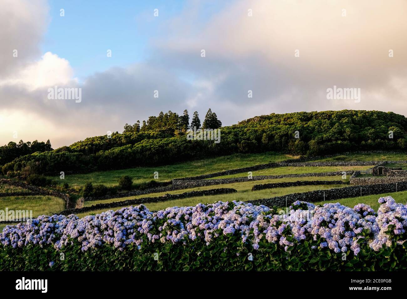 Landschaftsansicht der grünen Felder der Terceira Insel auf den Azoren, Portugal. Mit Hortensien Blumen auf dem Boden und einige Bäume auf der Spitze des Hügels. Stockfoto