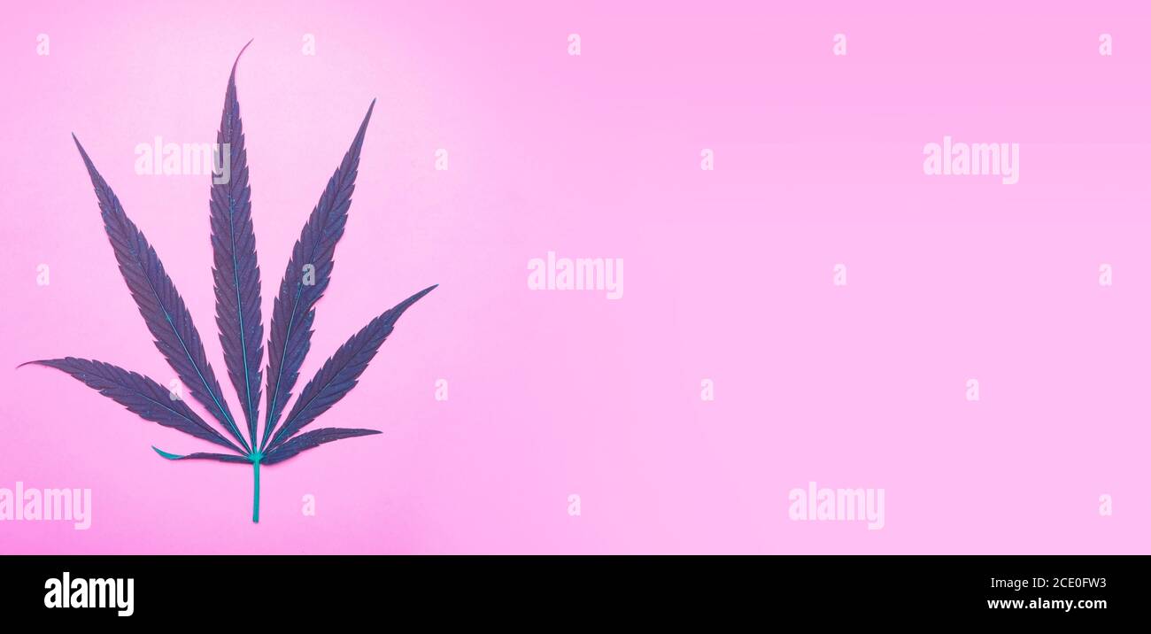 Cannabis (Marihuana) Blätter auf einem minimalen rosa Banner Hintergrund. Medizinisches Marihuana (Hanf) und Produkte daraus. Stockfoto