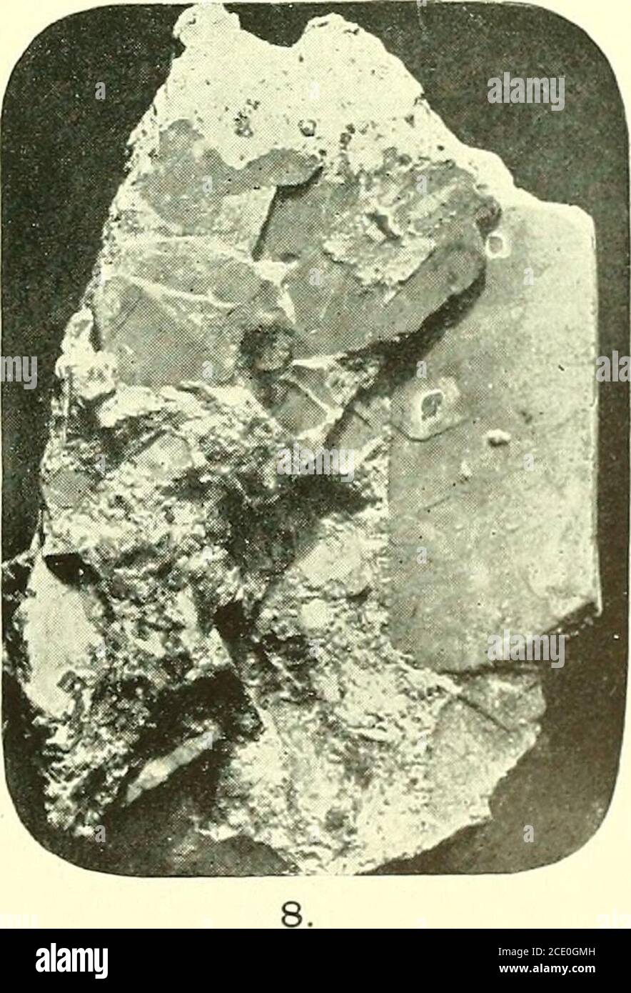 . Papiere und Proceedings der Royal Society of Tasmania. Trachyt von Port Cygnet. HINWEIS AUF DIE HUMERI VON TASMANIANLABYRINTHODONTS. Von W. H. Twelvetrees, F.G.S., axd W. F. Petterd,C.M.Z.S. Letztes Jahr erhielten wir von Dr. Hy. Woodward, Keeperof the Geological Collections in the British Museum(South Kensington) die Nachbildung einer Abguss-Sammlung des BritishMuseums, die von Dr.Joseph Milligan, ehemals Hobart, erworben wurde und von Professor Owen Humerus von Labyrintho-Reptil aus Sandstein, wahrscheinlich Karbon, Tasmanien, beschriftet wurde. Soonafter Informieren Herrn Alex. Morton, Kurator von Th Stockfoto